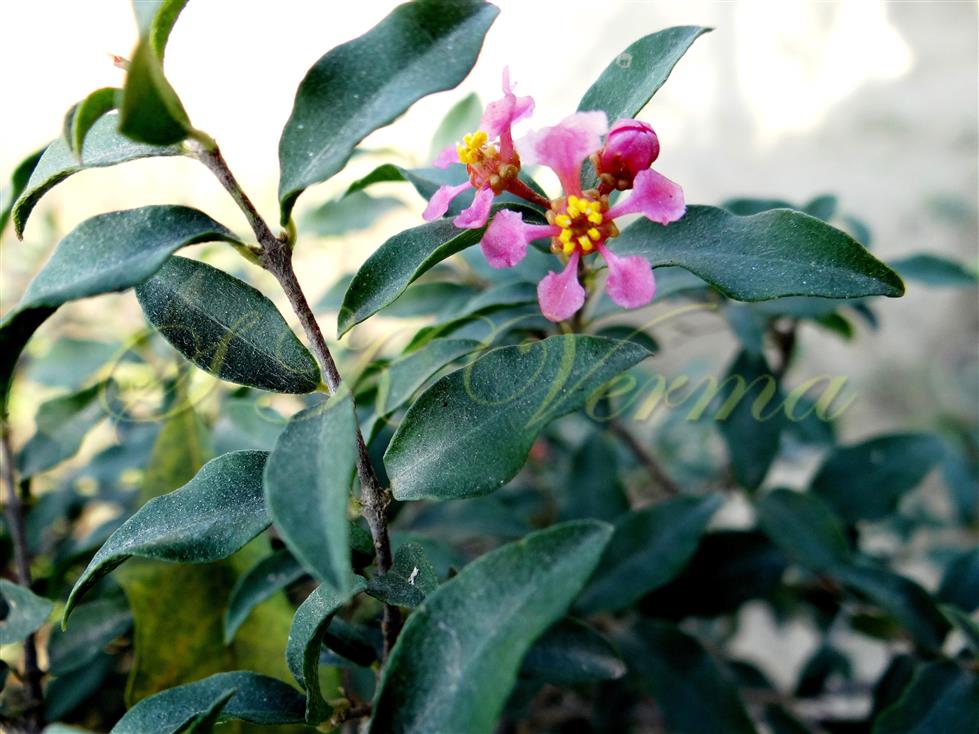  Flowering branch